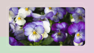 【パンジーとビオラを挿し芽で増やす④】果たして夏越しは成功したのか?結果を発表!