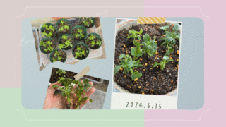 【パンジーとビオラを挿し芽で増やす③】夏越しできるかな?その後の成長をレポート